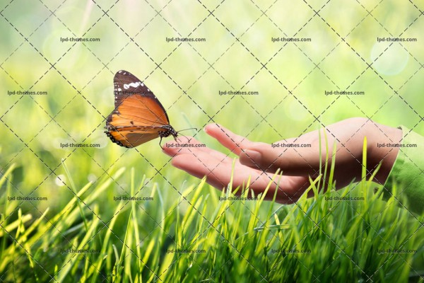 Butterfly in Hand
